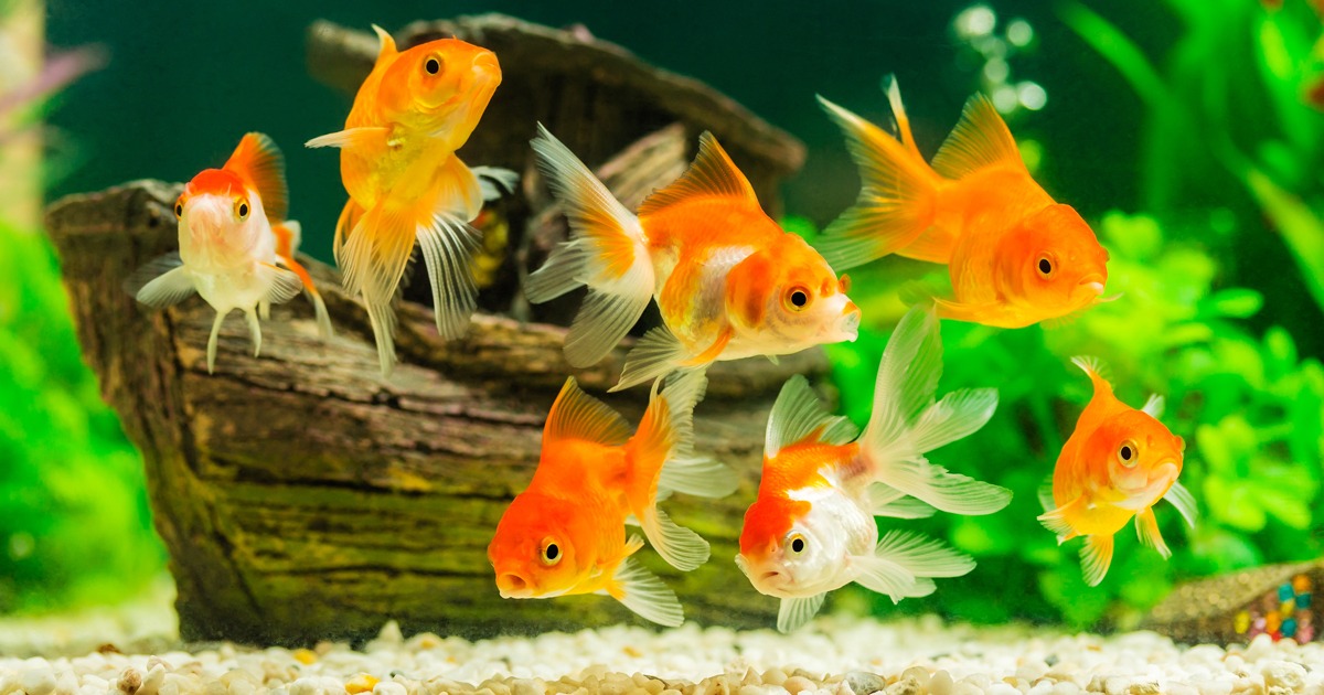 Pesce Rosso: come scegliere il giusto acquario?