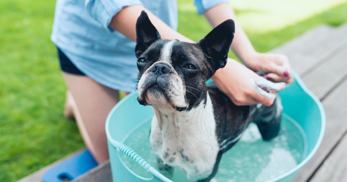 Igiene e toelettatura del cane in casa - VillaggioNatura