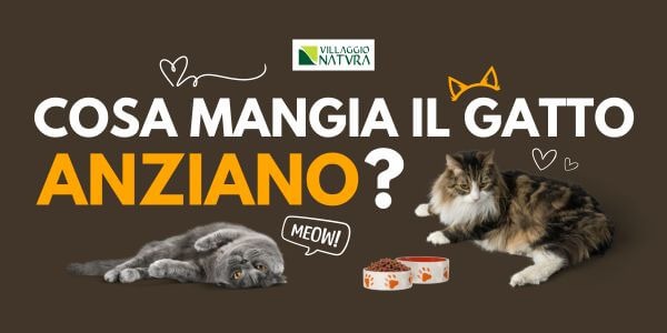 L’alimentazione del gatto anziano: cosa scegliere?